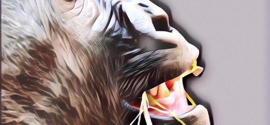 Tonton Nih Aksi Hewan Lucu... Jaminan Ngakak dan Anti-Bete Deh