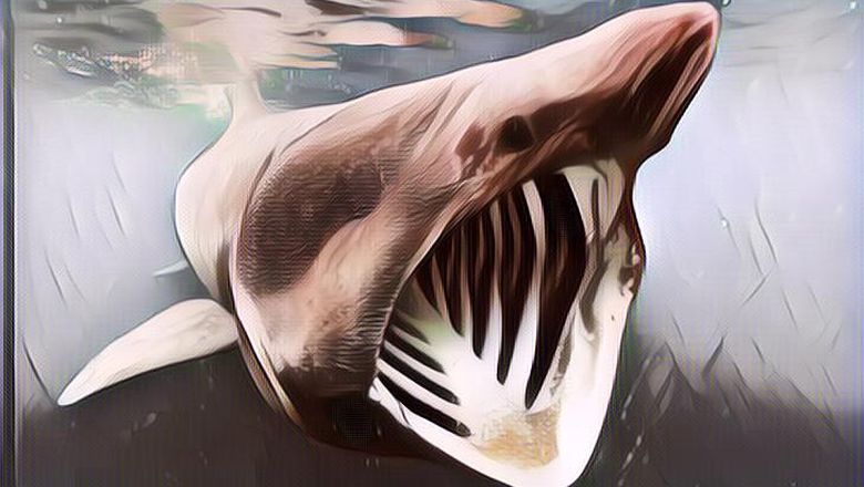 Ikan Paling Berbahaya Bagi Manusia, Ngeri!