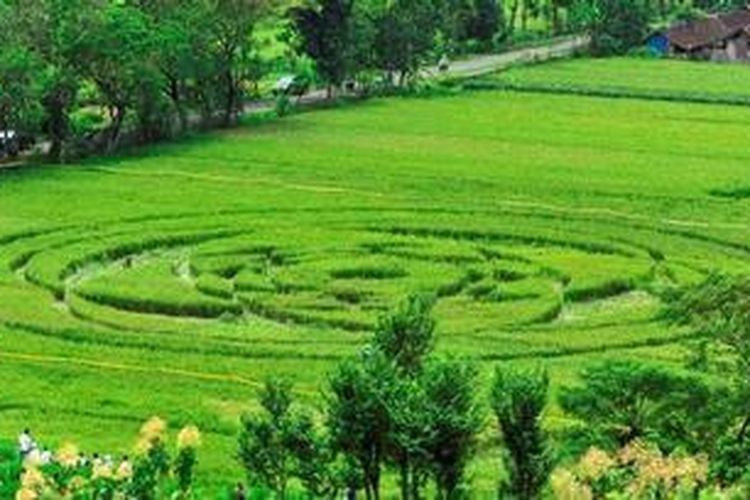 #4 Teori konspirasi crop circle di Yogyakarta