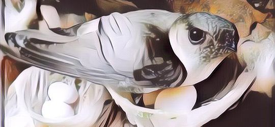 Gak Nyangka! Air Liur Burung Walet Ternyata Punya Harga Fantastis, Yaitu Setara Sama Mobil Baru!