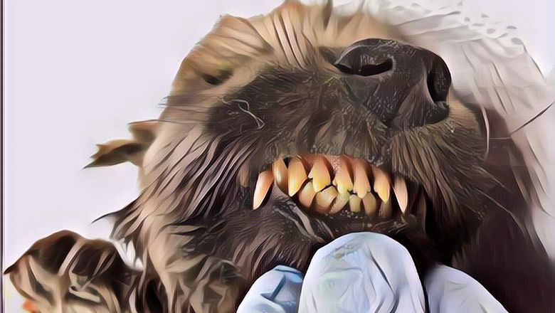 Anjing Prasejarah Berusia 18 Ribu Tahun Ditemukan di Siberia dalam Keadaan Utuh