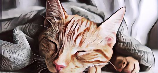 Suka Adopsi dan Tidak Takut Hewan, Inilah 3 Zodiak yang Dikenal Penyayang Binatang