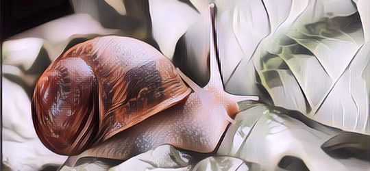 Benarkah Makan Bekicot Haram? Begini Hukumnya Dalam Islam Yang Ternyata Beda Dari Keong Dan Tutut