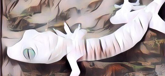 Mitos Suara Tokek, Ada Makhluk Halus Hingga Pertanda Buruk Bagi yang Mendengarnya