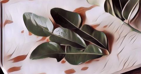 Gak Cuma Bikin Sedap Masakan, Berikut 7 Manfaat Daun Jeruk Purut untuk Kesehatan