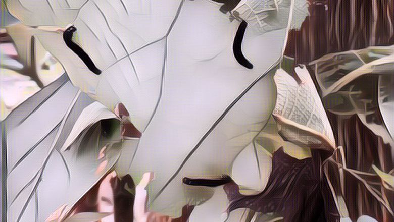 Viral Ada Pernikahan Mengsung Konsep Kebun, Isinya Banyak Ulat yang Bikin Merinding!