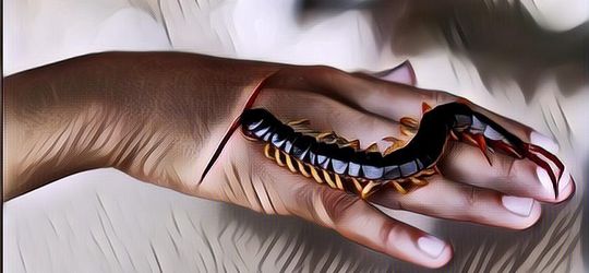 Terungkap! Ini 3 Alasan Dilarang Membunuh Kelabang Yang Masuk Ke Dalam Rumah