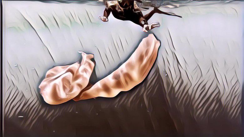 Mengenal Acar Laut, Hewan Lentur yang Serbu Lepas Pantai AS