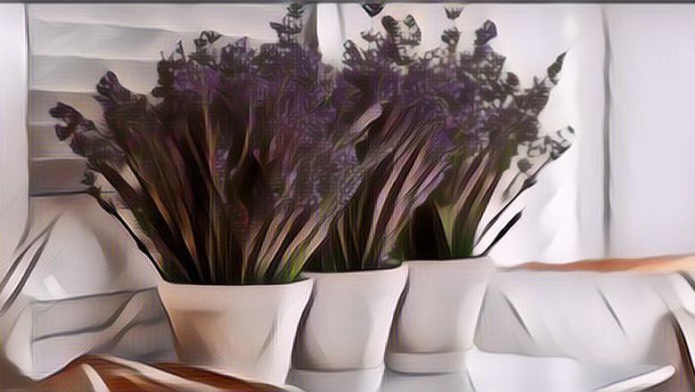 6 Tanaman Pengusir Nyamuk dengan Keharuman Alami, Bikin Rumah Makin Nyaman