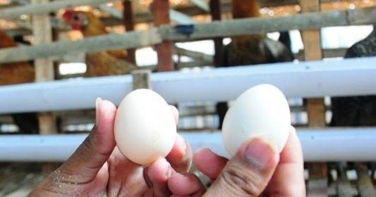 # Telur Ayam Kampung Asli Palsu