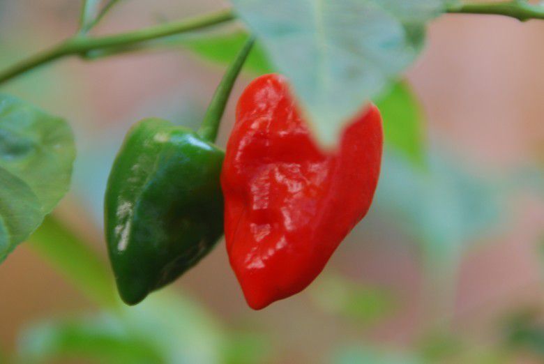 2. Nggak kapok-kapok makan sambel