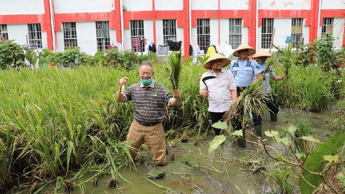 # Panen Raya Padi dan Umbi-Umbian