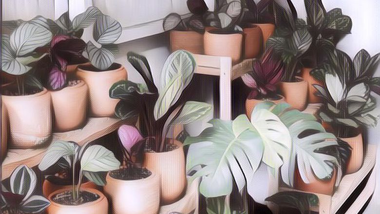 Anti Ribet, Ini 3 Tanaman Hias yang Mudah Dirawat