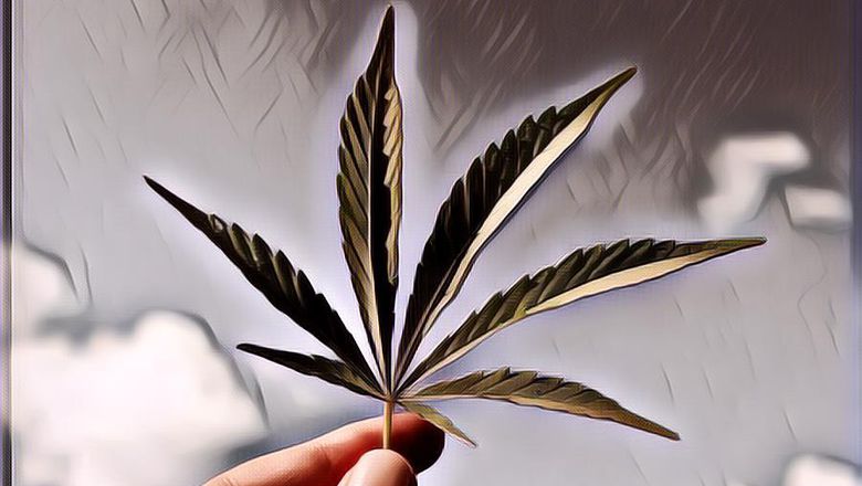 Demi Pengobatan, Malaysia Izinkan Warga Menanam Ganja