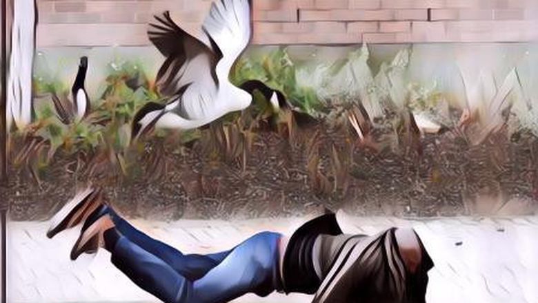 Burung Pemangsa Paling Berbahaya di Dunia, Hati-hati Gengs Kalau Dekat Mereka