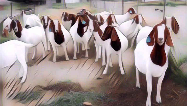 5 Menu Makanan Idul Adha Paling Enak, Kamu Suka yang Mana?