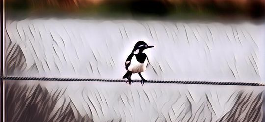 Kenapa Sih Burung yang Bertengger di Kabel Gak Kena Sengatan Listrik?