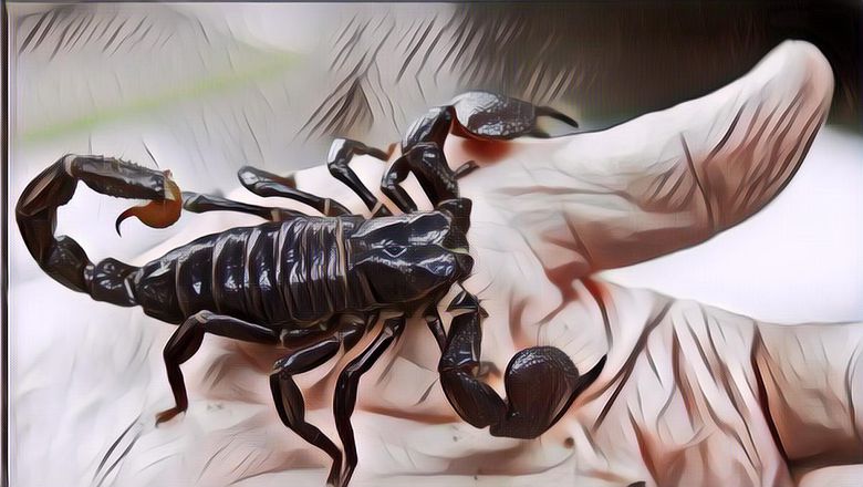 Salep untuk Sengatan Kalajengking, Cari yang Ada Pereda Nyerinya!