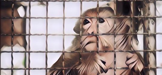 Deretan Fakta Mirisnya Nasib Monyet Jika Dipelihara