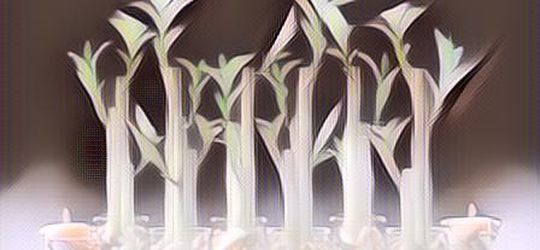 Berdasarkan Feng Shui, Tanaman Ini Membawa Keberuntungan