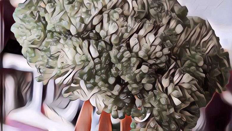 Fakta Unik Sayuran Brokoli Berikut Ini Bakal Buat Kamu Nyesel Nggak Doyan