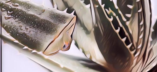 Lidah Buaya Untuk Jerawat Kamu, Murah Tapi Khasiatnya Luar Biasa