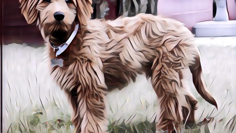 Fakta Unik dari Anjing Goldendoodle yang Harus Kamu Ketahui