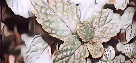 Beragam Manfaat Daun Mint, Mulai Masalah Pencernaan Sampai Pernafasan