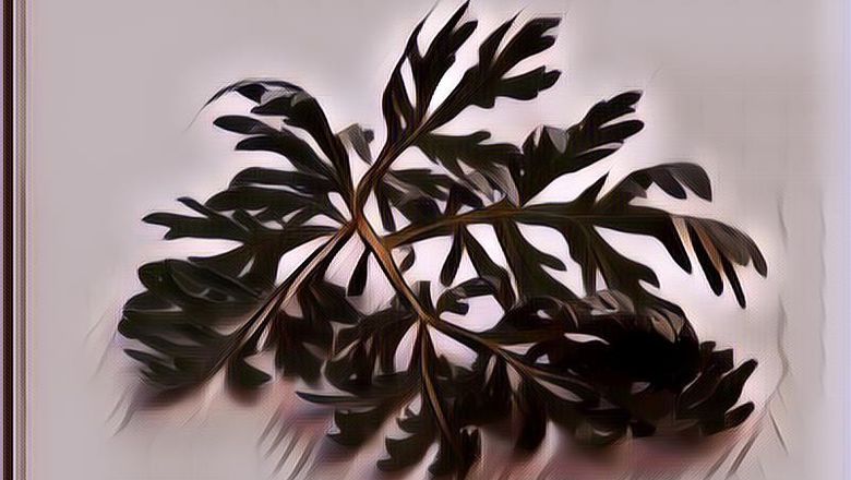 Manfaat Daun Kenikir, Sayur Sehat untuk Tubuh Manusia