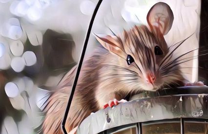 Lucu Banget, Tikus Ini Kepergok Curi Sepotong Daging Besar, Warganet: Kayak di Film Ratatouille