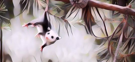 7 Hewan Paling Imut dan Gemas Sedunia