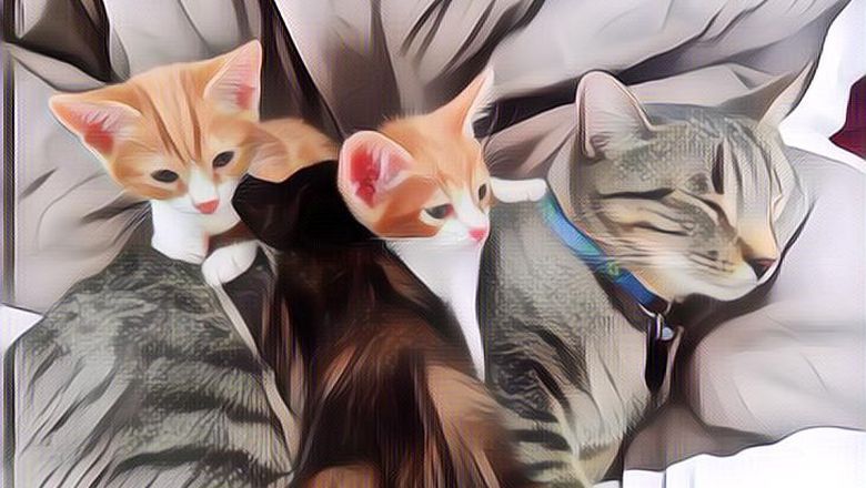 7 Foto Kucing yang Bakal Membuatmu Gemas, Imut Cuy