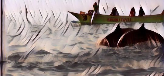 Belum Banyak yang Tahu, Ternyata di Sini Lho Tempat Melihat Lumba-lumba di Indonesia