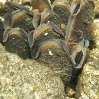 #4 Kerang mutiara air tawar