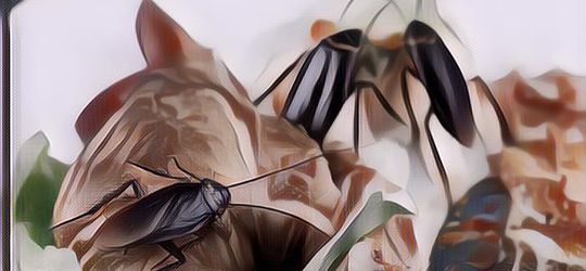 Iyuh! Pria Ini Nekat Sembunyikan Kecoa Hidup Di Mulut Demi Dapat Ganti Rugi Restoran, Gini Endingnya