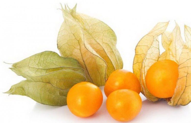 6. Ciplukan (Physalis)