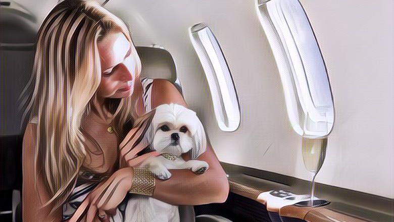 Jangan Ditinggal di Rumah, Begini Tips Membawa Hewan Peliharaan dalam Kabin Pesawat