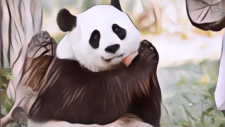 Karna Susah Kawin, Kedua Panda Ini Di Suguhi Vidio Porno