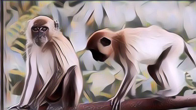 Pinter Banget! Monyet Betina Ini Bawa Anaknya yang Sakit untuk Periksa ke Dokter