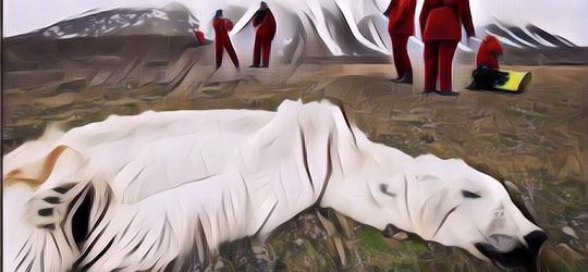 Efek Pemanasan Global Gak Main-Main, Beruang Kutub Terancam Punah Akibat Es di Arktika Terus Mencair