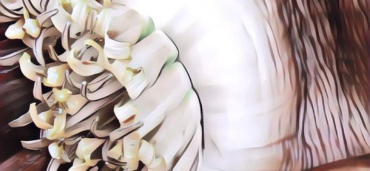 Jantung Pisang Ternyata Punya Banyak Vitamin dan Mineral, Bisa Buat Ikan Untuk Vegan