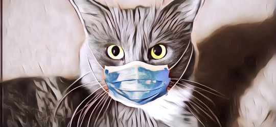 FYI, Ada Aplikasi untuk Mengetahui Kondisi Kesehatan Kucing Lho!