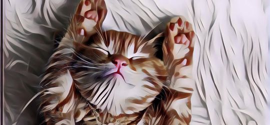 Anak Kucing Lucu: Yakin Kamu Pasti Gemas Deh!