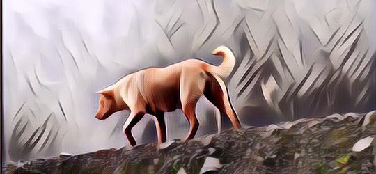 Kembalinya Anjing Bernyanyi Papua yang Dianggap Punah Puluhan Tahun Ini Bikin Terenyuh