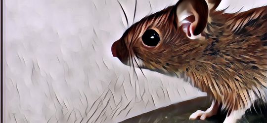 3 Cara Ampuh Mengusir Tikus di Rumah yang Membandel, Anti Gagal!