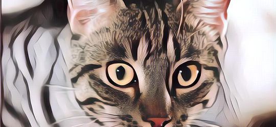 Viral Ribuan Kucing Dijagal Tiap Tahun, Ini bahaya Makan Daging Kucing