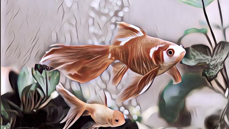 Jadi Ikan Terlangka Di Dunia, Ikan Hias Air Tawar Ini Mulai Mengalami Kepunahan, Yuk Jaga Bareng-Bareng!