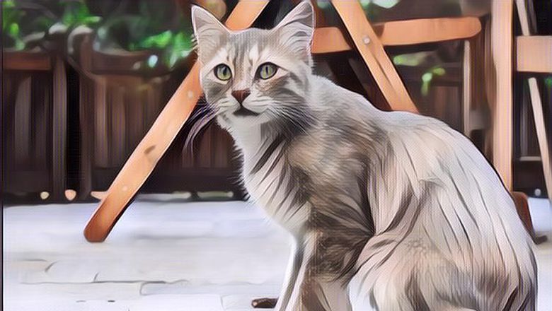 Sering Dipelihara, Terungkap 5 Fakta Tentang Kucing yang Jarang Diketahui Manusia