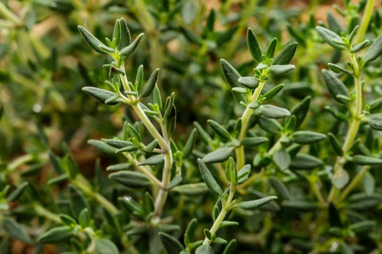 2. Thyme dan Oregano