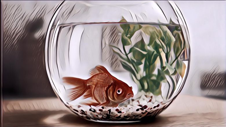 Sekarang Ikan Mas Bisa Jalan-Jalan Sendiri Berkat Alat Transportasi yang Ditemukan Ilmuwan Israel Ini